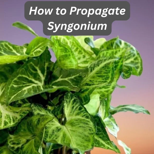 Arrowhead Vine, Goosefoot Vine, Syngonium podophyllum