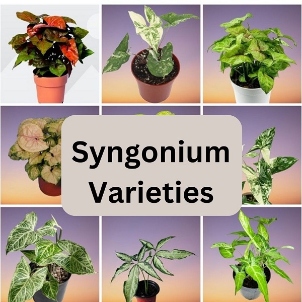 Syngonium Plants Collage, Arrowhead Plants Collage