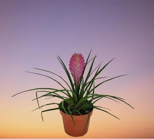 Pink Quill Bromeliad, Pink Quill Plant, Tillandsia cyanea
