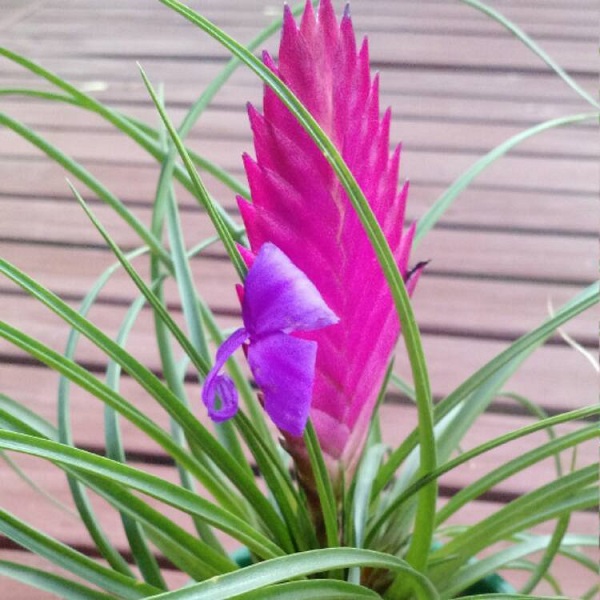 Pink Quill Bromeliad, Pink Quill Plant, Tillandsia spp