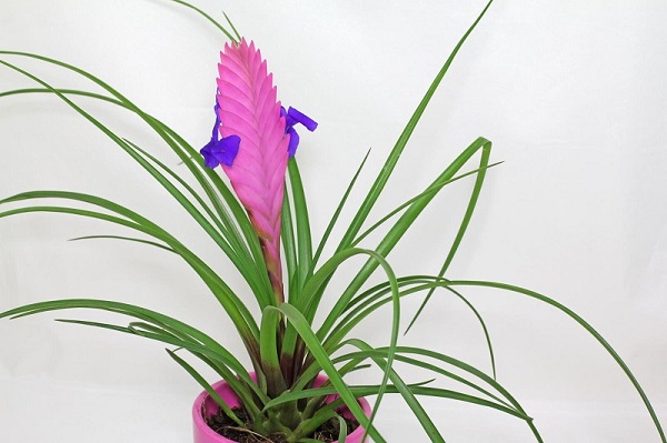 Pink Quill Bromeliad, Pink Quill Plant, Tillandsia spp