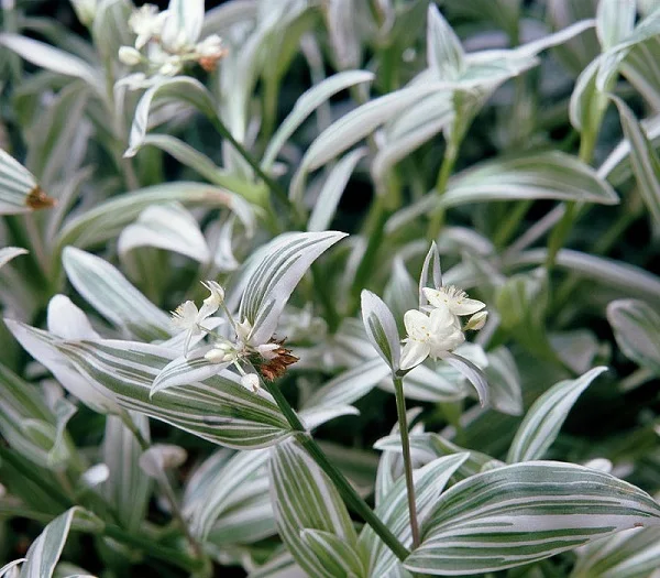 Small-leaf Spiderwort, Tradescantia fluminensis