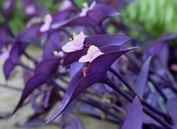 Houseplant, Purple Heart Plant, Tradescantia pallida