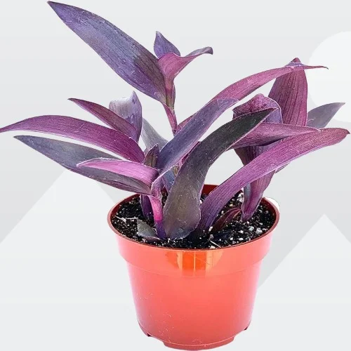 Purple Heart Plant, Tradescantia pallida