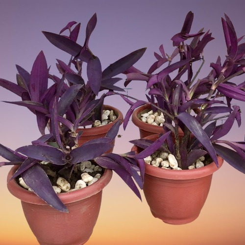Purple Heart Plant, Tradescantia pallida