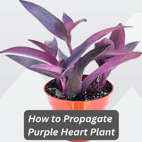 Purple Heart Plant, Tradescantia pallida