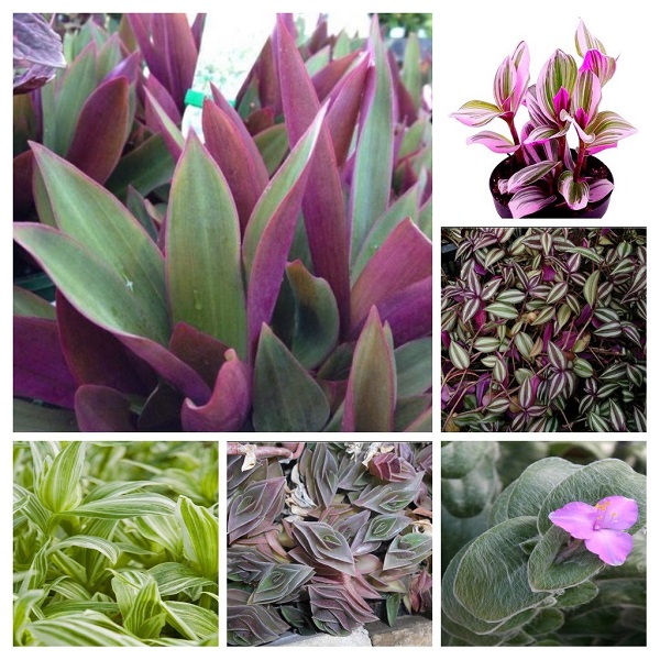 Tradescantia Plants collage