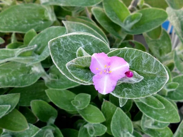 Cobweb Spiderwort, Tradescantia sillamontana