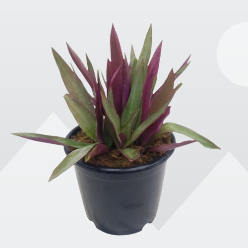 Boat Lily Care, Tradescantia spathacea Care