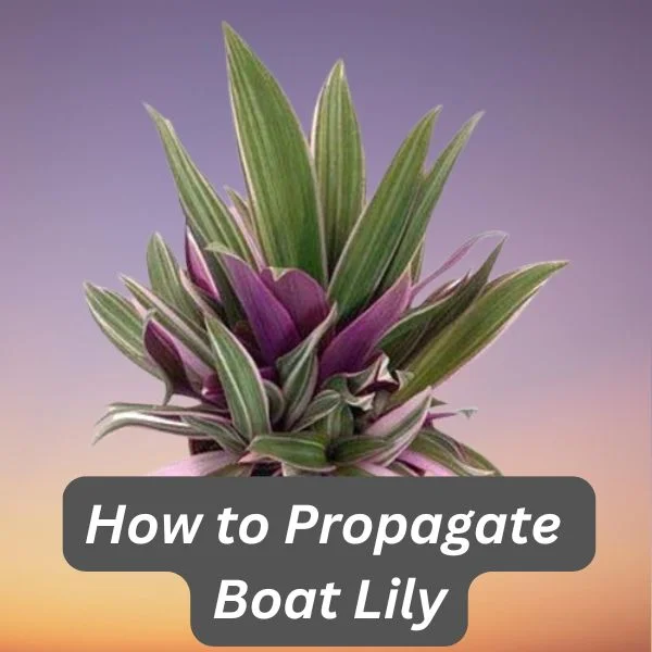 Moses-in-the-Cradle, Boat Lily, Tradescantia spathacea
