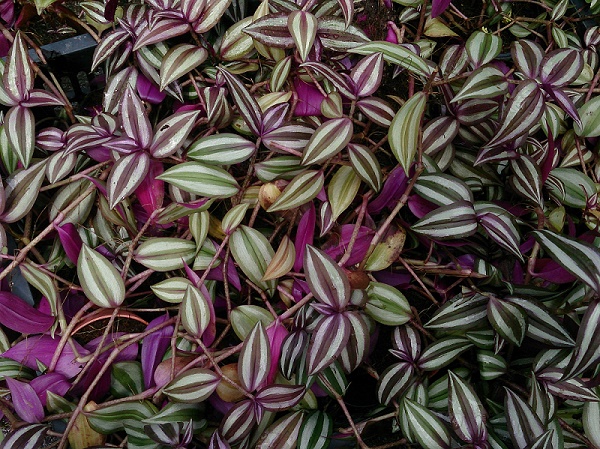 Houseplant, Silvery Inch Plant, Tradescantia zebrina