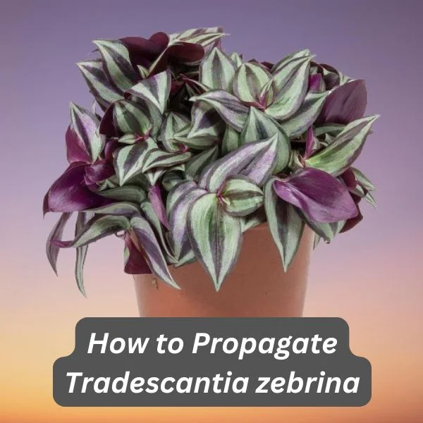 Silver Inch Plant, Tradescantia zebrina