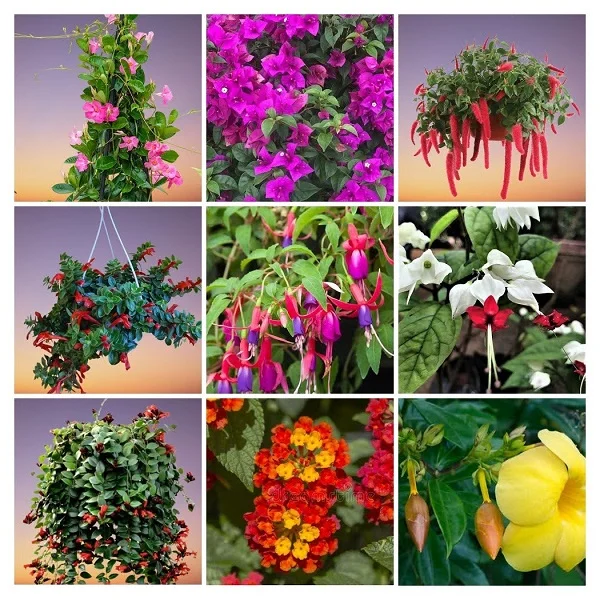 Trailing Flowering Plants Collage