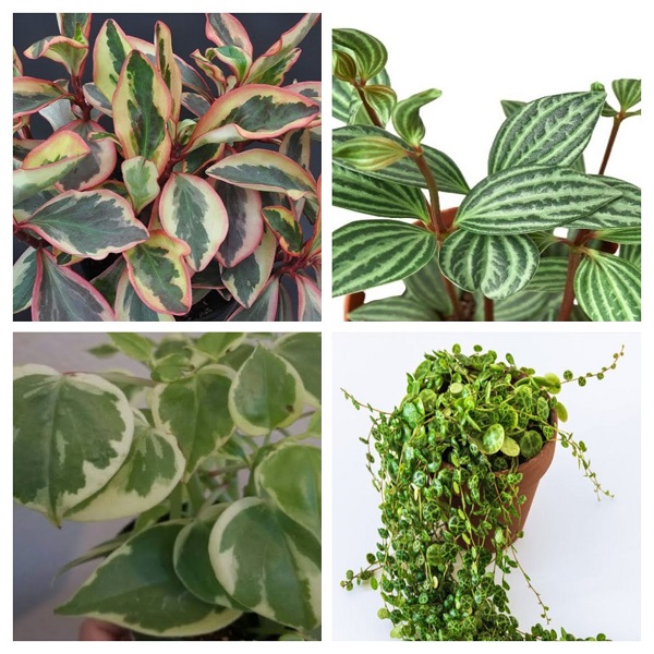 Trailing Peperomia collage