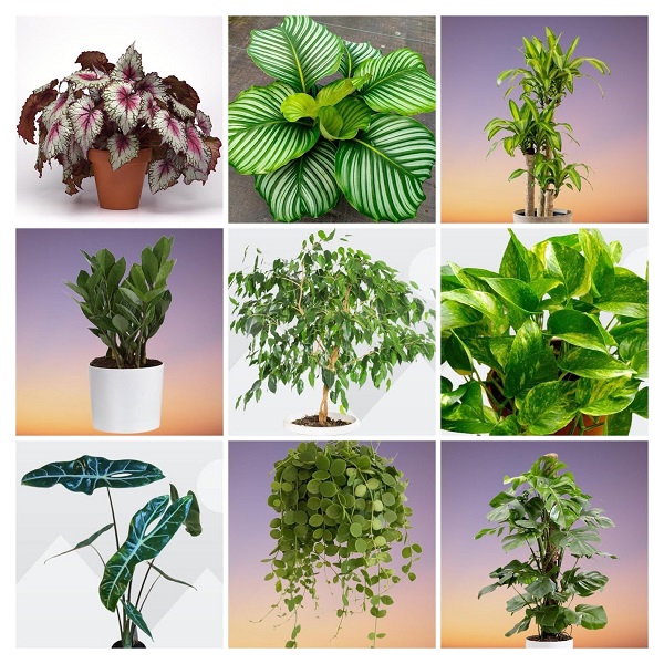 Tropical Foliage Plants Collage