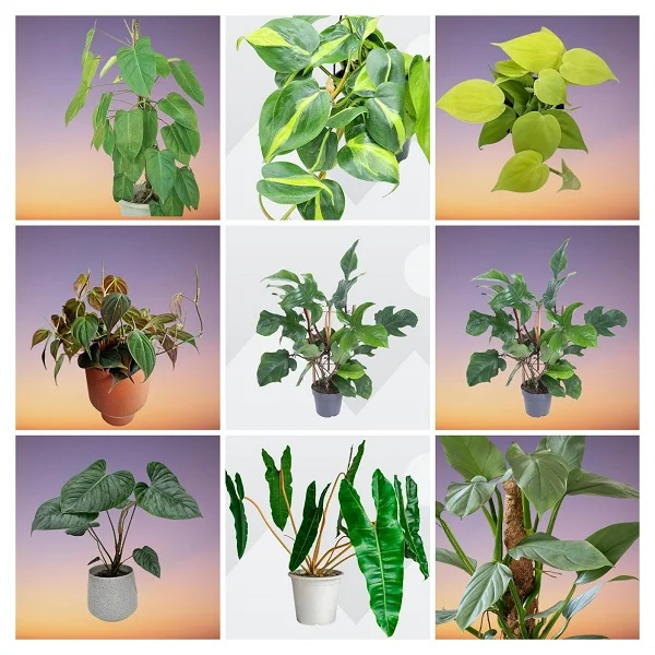Vining Philodendrons Collage