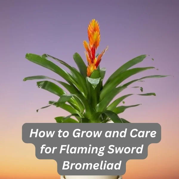 Flaming Sword Bromeliad, Vriesea Bromeliad