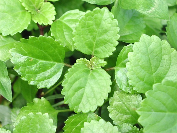 Whorled Plectranthus, Swedish Ivy, Plectranthus spp