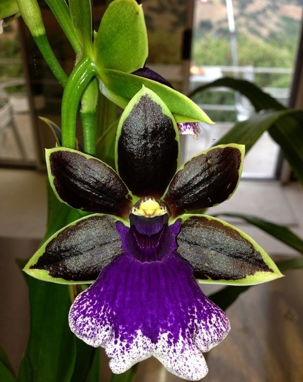 Zygopetalum Orchid Care