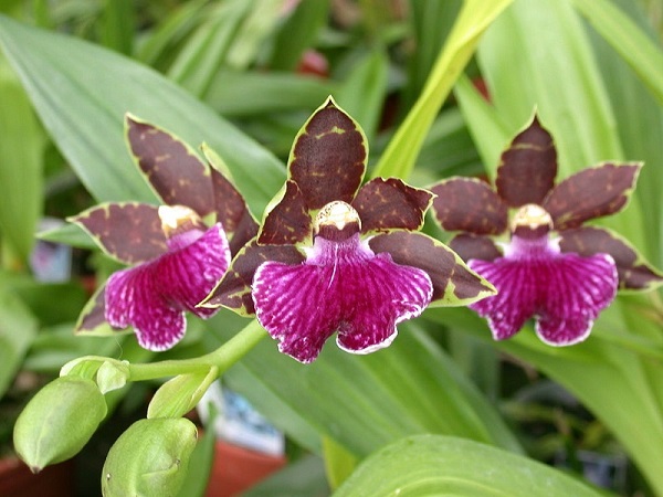 Zygopetalum Orchid Care