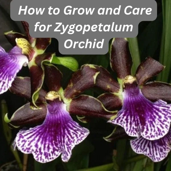 Zygopetalum Orchid